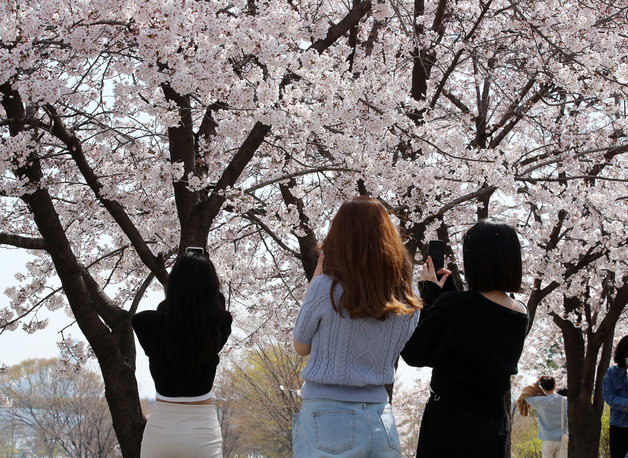 8일 오후 서울 영등포구 여의나루역 인근 벚꽃길에서 시민들이 봄을 만끽하고 있다.2022.4.8/뉴스1
