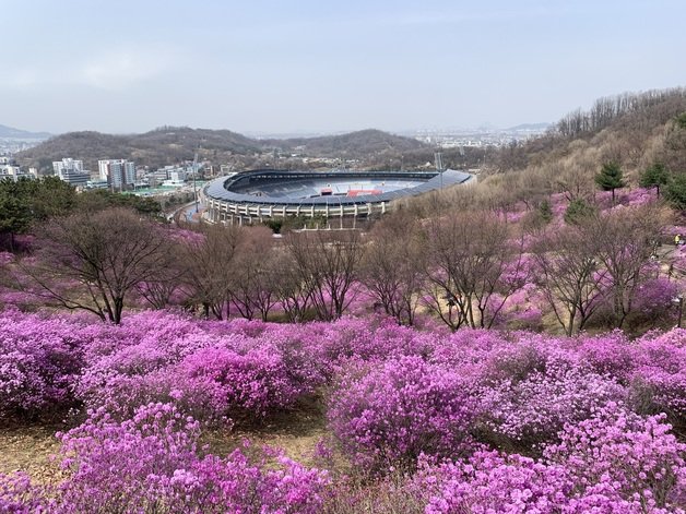 경기도가 ‘경기둘레길’ 내 봄꽃명소 2개 코스(가평 23코스, 부천 55코스)를 소개했다. 사진은 부천 55코스에 핀 진달래꽃 모습. 경기도 제공