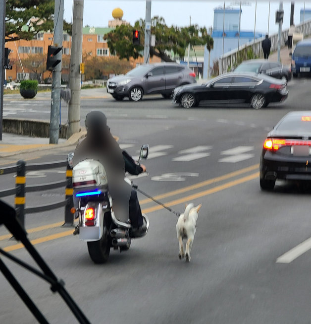 지난 13일 오전 경북 포항에서 오토바이를 탄 남녀가 목줄을 한 강아지와 함께 달리는 모습이 포착돼 동물단체가 수사를 촉구하고 나섰다.(독자제공) 2022.4.14/.202ⓒ 뉴스1