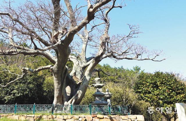 팽나무와 석탑이 기묘한 조화를 이루고 있는 무심사지.