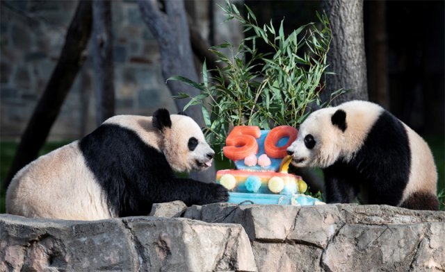 16일 미국 수도 워싱턴의 스미스소니언 국립동물원에서 어미 판다 ‘메이샹’(왼쪽)과 새끼 ‘샤오치지’가 케이크를 먹고 있다. 꼭 
50년 전 중국 판다가 미국에서 처음 선보인 이날을 기념하기 위해 다양한 행사가 열렸다. 워싱턴=신화 뉴시스