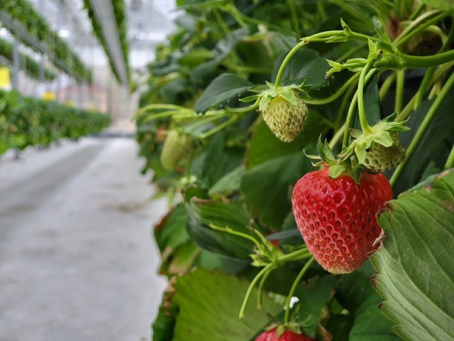 경기 양평 퍼밋랜드 스마트팜에서 자라는 딸기