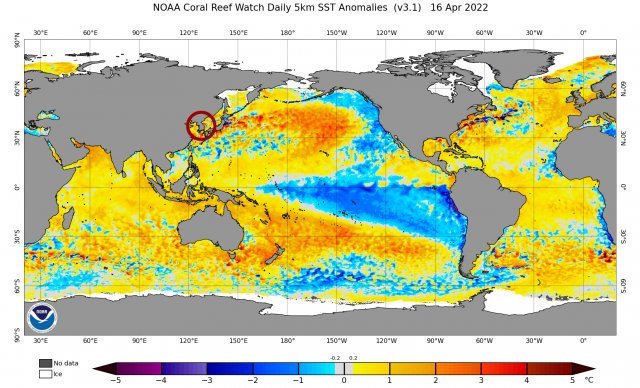 전세계 대양의 해수면 온도. 붉을수록 평년보다 온도가 높고 파랄수록 낮다는 의미입니다. 우리나라 부군의 북서태평양 수온은 높은 
반면 남미 대륙쪽 남동태평양 수온은 낮은 ‘라니냐’ 현상이 발생하고 있습니다. 자료: 미국 해양대기청(NOAA)