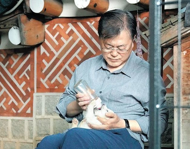 문재인 대통령이 김정은 북한 국무위원장에게서 선물 받은 풍산개 ‘곰이’가 낳은 새끼들에게 젖병으로 우유를 먹이고 있다. 청와대 제공