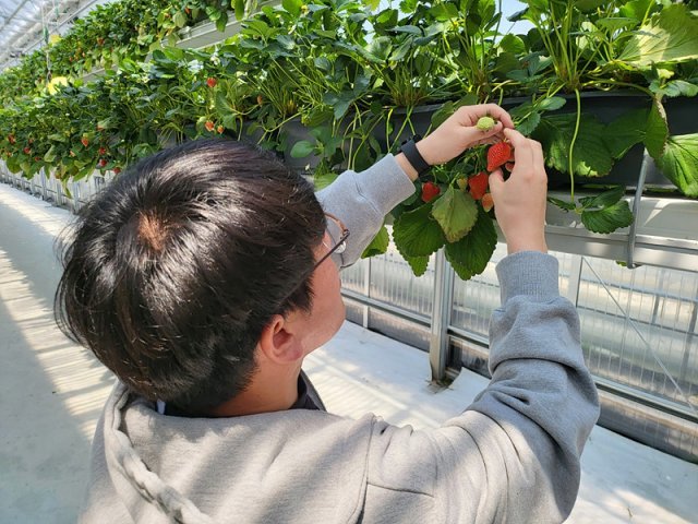 행잉 거터형 스마트팜에서 딸기를 수확하는 손준형 퍼밋 매니저
