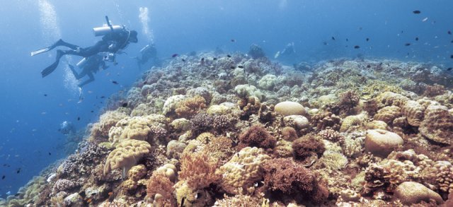 서태평양에 위치한 필리핀은 총 7641개의 크고 작은 섬으로 이루어져 있다. 열대성 기후를 가진 필리핀은 해변, 열대우림, 화산, 호수 등 다양한 자연을 만날 수 있는 세계적인 휴양지다. 사진은 보홀의 다이빙 명소인 발리카사그 아일랜드의 수중 산호초. 사진 제공 필리핀 관광부