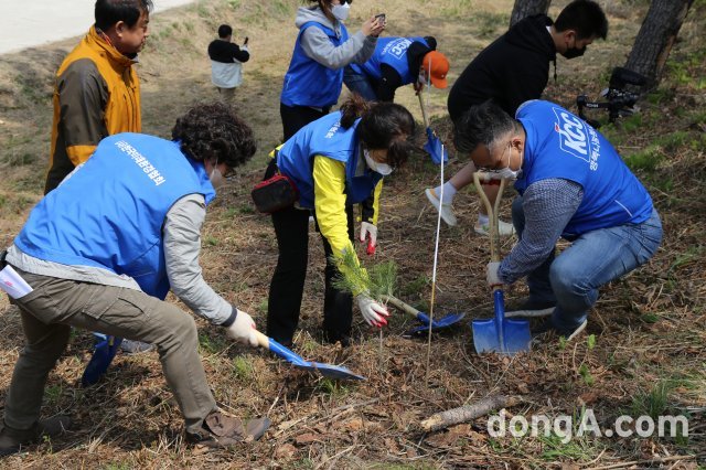 한국미래환경협회와 KCC 임직원이 함께 소나무를 식목하고 있다.