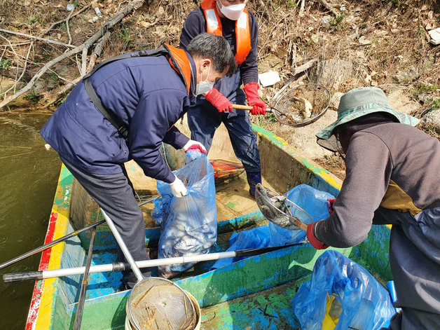 무안군 직원들이 저수지에서 폐사한 물고기를 수거하고 있다.© 뉴스1