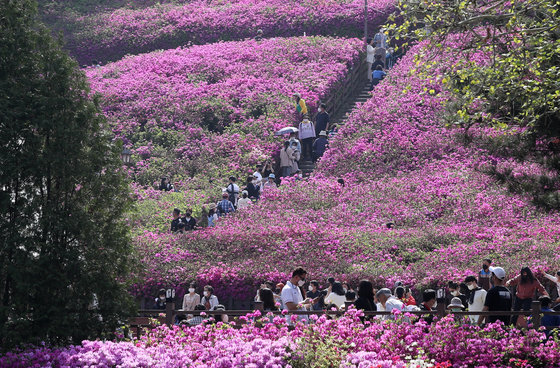 24일 오후 경기 군포시 철쭉동산을 찾은 시민들이 꽃놀이를 즐기고 있다. 2022.4.24/뉴스1