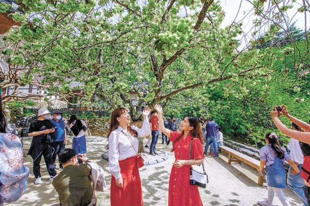 충남 서산의 개심사에서 관광객들이 청벚꽃을 감상하고 있다. 서산시 제공