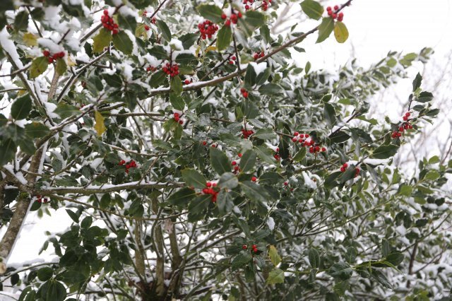 호랑가시나무의 빨간 열매
