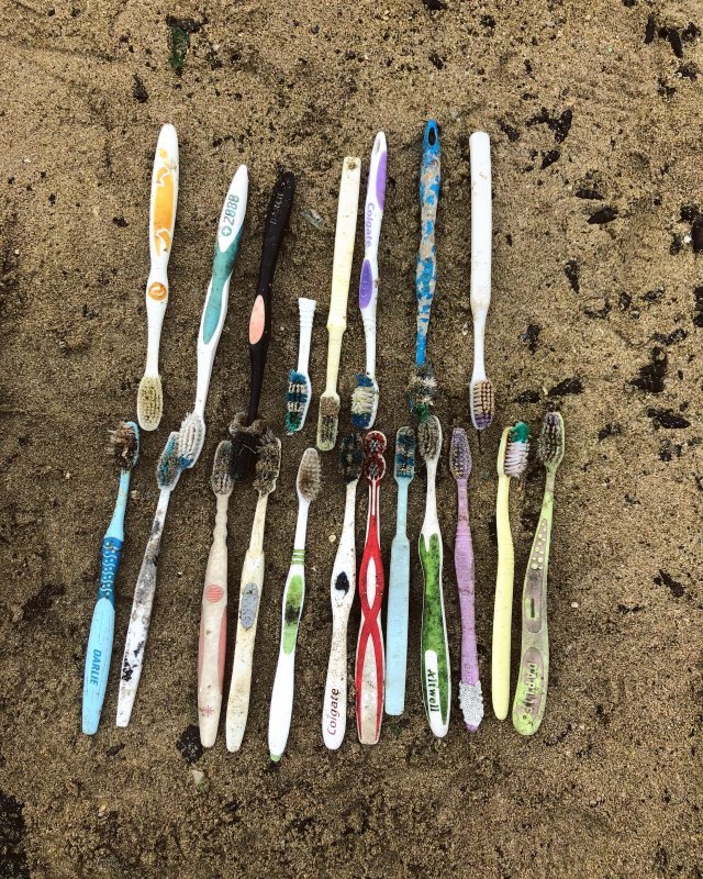 바다에서 흔히 발견되는 플라스틱 칫솔들. 우리가 일상에서 쓰는 모든 제품들이 바다에서 쓰레기로 발견된다. 세이브제주바다 제공