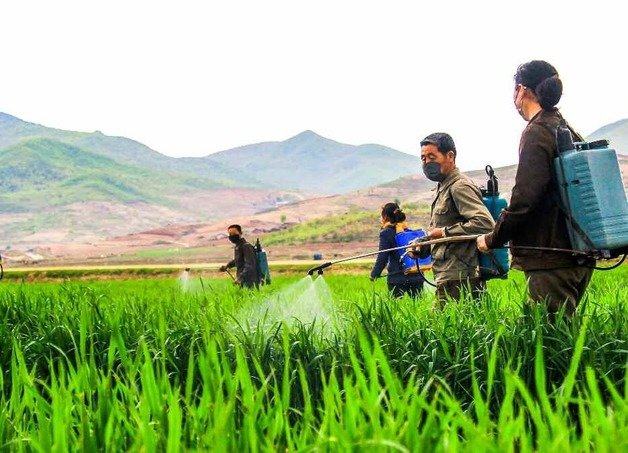 북한이 농업 수확량 확대에 주력하면서 가뭄 피해를 막기 위해 총력을 다하고 있다. (평양 노동신문=뉴스1)