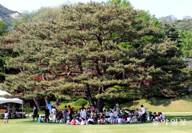 어린이날을 맞아 청와대에 초청받은 아동 146명이 청와대 녹지원 소나무 아래서 간식시간을 즐기고 있다. 2007.05.05 동아일보 DB