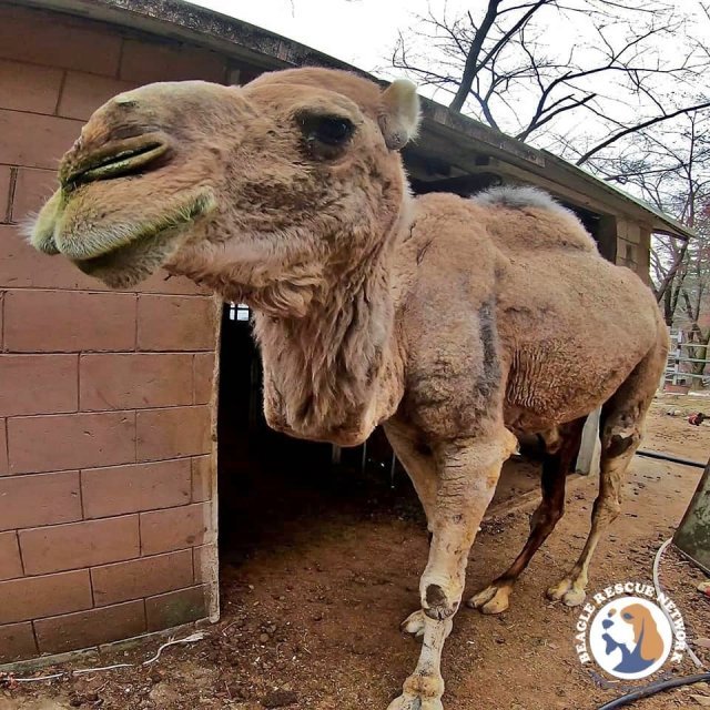 해당 동물원에 남아있는 수컷 낙타. 동물보호단체 비글구조네트워크 페이스북