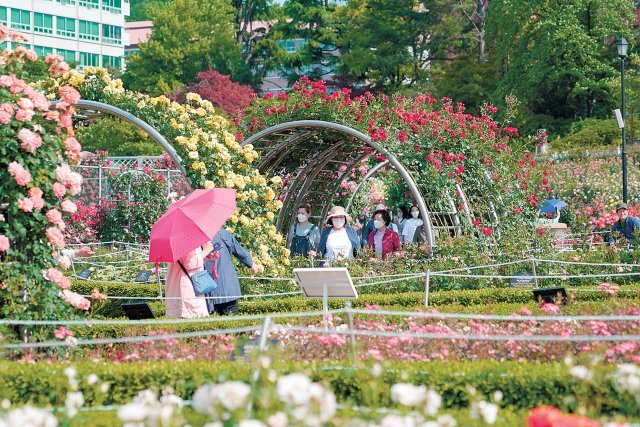 조선대 장미원을 찾은 시민들이 형형색색의 장미꽃 향연을 즐기고 있다. 조선대 제공