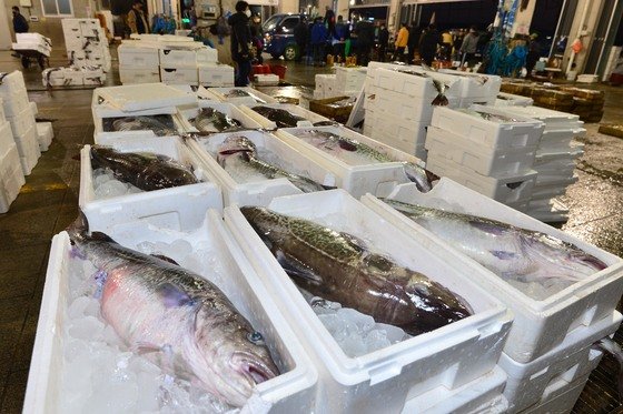 15일 경북 포항시 죽도어시장에 제철 생선인 대구가 가득 쌓여있다. 대구 가격은 3만원~5만원선이다. 2021.12.15/뉴스1 © News1