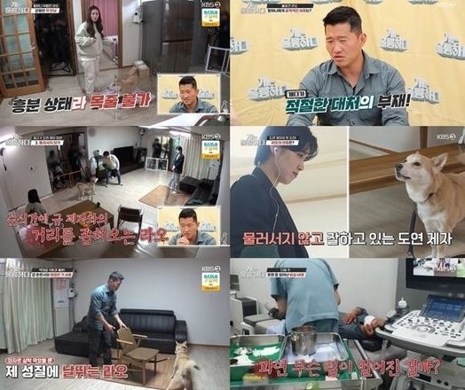 사진제공=KBS 2TV ‘개는 훌륭하다’ © 뉴스1
