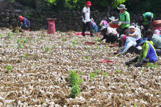제주 서귀포시 대정읍 한 마늘밭에서 농민들이 마늘 수확을 하고 있다. /뉴스1