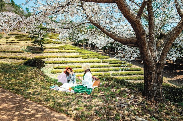 전남 보성군의 한 다원을 찾은 관광객들이 꽃망울을 터뜨린 벚나무 아래 녹차 밭에서 피크닉을 즐기고 있다. 보성군 제공