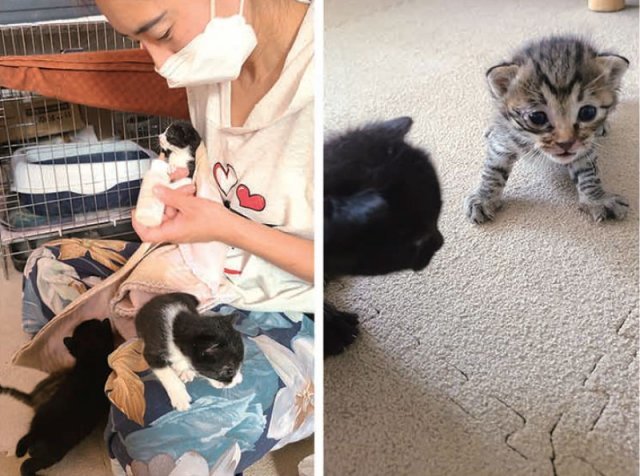 김 대표는 출산한지 얼마 안돼 동물병원에 입원한 어미 고양이 대신 새끼들을 돌보느라 바쁘다.