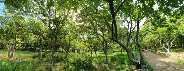 26일 오후 제주 연동 한라수목원 모습 © 뉴스1