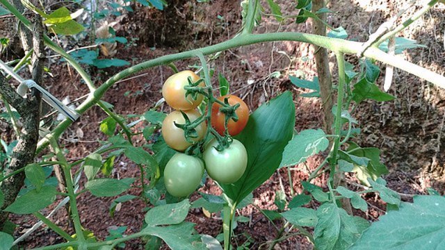 열매를 맺으며 자라고 있는 토마토. 과학자들이 유전자 교정 토마토를 통해 비타민D를 안정적으로 섭취할 수 있는 방법을 찾았다. 위키미디어 제공