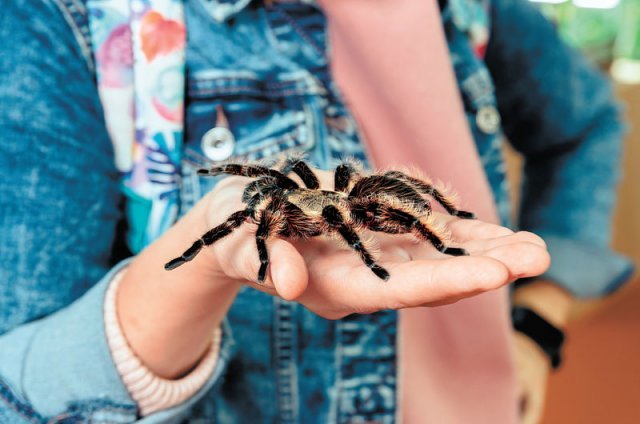 국내외 애완용 거미 시장이 커지며 지난 20년간 온라인으로 거래된 거미, 전갈 등 거미류가 1200여 종에 달하는 것으로 
밝혀졌다. 그러나 전문가들은 거미류에 대한 연구가 부족하고 거래규제 방침도 부실해 야생 거미가 위기에 처할 수 있다고 경고하고 
있다. 사진은 대표적 애완용 거미 종인 타란툴라의 모습이다. 게티이미지뱅크