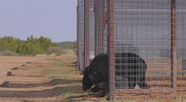 동물자유연대(KAWA)와 미국의 동물보호단체 야생동물보호생츄어리(TAWS)의 협업으로 구조된 곰이 자유의 땅에 첫 발을 내딛고 있다.(동물자유연대 캡처). © 뉴스1