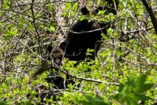 지리산에서 포착된 반달가슴곰의 모습.