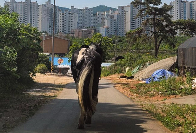 1일 오전 9시 31분쯤 인천시 서구 연희동의 한 도로에서 말 1마리가 도로를 활보하고 있다는 신고가 112에 접수됐다. (인천 서부경찰서제공)2022.6.1/뉴스1 © News1