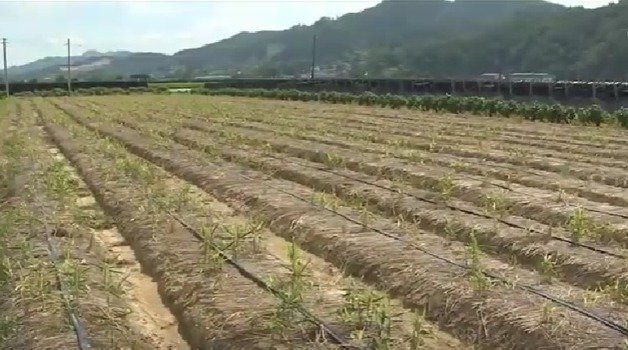 최악의 봄가뭄으로 마늘, 감자, 참깨, 고추 등 밭작물들이 타들어가고 있다. © 뉴스1