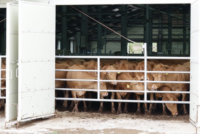 답답한 우사안에서 출발을 기다리는 한우들.