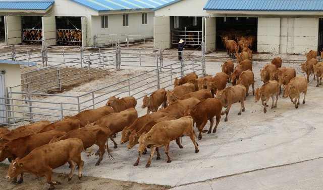 우사 철책이 열리자 우르르 달려나가는 한우들.