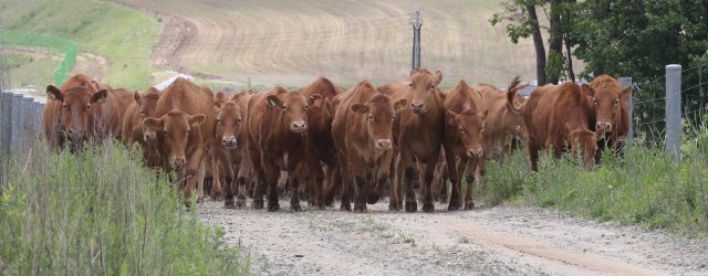 방목도로 언덕길을 질서정연하게 오르는 한우들.