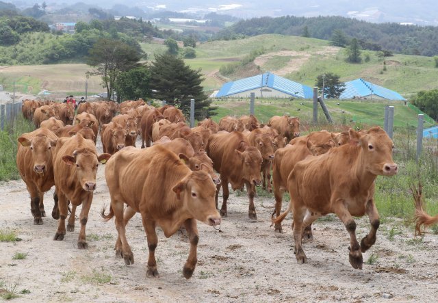 방목지가 눈에 보이자 힘차게 달려나가는 한우들.