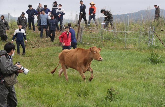 방목지에 마지막으로 도착한 한우가 무리를 향해 달려나가고 있다.