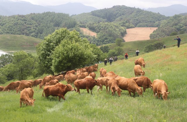 방목지에 도착한 한우들이 한가롭게 풀을 뜯고 있다.
