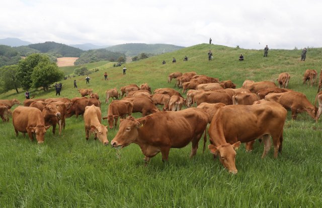 방목지에 도착한 한우들이 한가롭게 풀을 뜯고 있다.