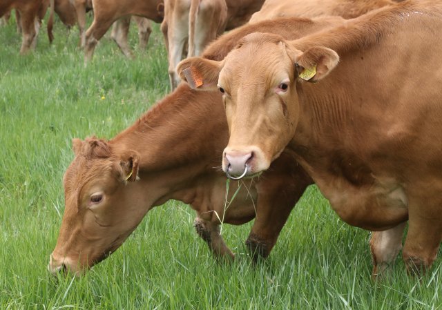 방목지에 도착한 한우들이 한가롭게 풀을 뜯고 있다.