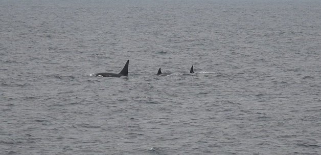 올해 동해 목시조사에서 발견된 범고래 모습.국립수산과학원 제공