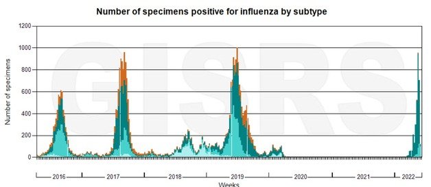2016년 봄부터 현재까지의 호주의 인플루엔자 주간 양성 표본 수(6월13일 기준). 2020년과 2021년은 코로나19로 방역정책이 강화되어 덩달아 독감 환자 수도 줄었다. WHO