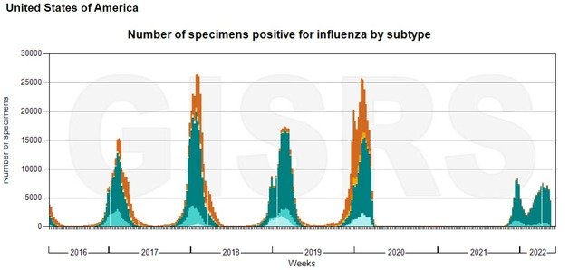 2016년 봄부터 현재까지의 미국의 인플루엔자 주간 양성 표본 수. 독감이 창궐한 2017년과 2019년 표본 수는 2만5000이 넘었다. 또한 지난해 말과 방역이 완화된 올해 초반 이후 표본 수가 늘고 있는 것을 알 수 있다.WHO