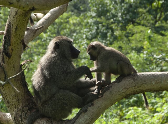 야생 개코원숭이는 단백질, 지방, 탄수화물이 고루 포함된 최적의 식단을 찾는 능력을 갖고 있다. 번식에 유리한 조건을 갖출 수 있도록 진화된 것. 저자들은 이러한 이유로 동물의 세계에서는 비만이 적다고 설명한다. 사람의집 제공