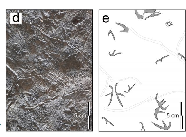 전남 화순군 백아면 서유리 알대에서 발굴된 익룡의 무리 생활을 증명하는 발자국 화석(왼쪽)과 발자국 화석을 보여주는 그림.