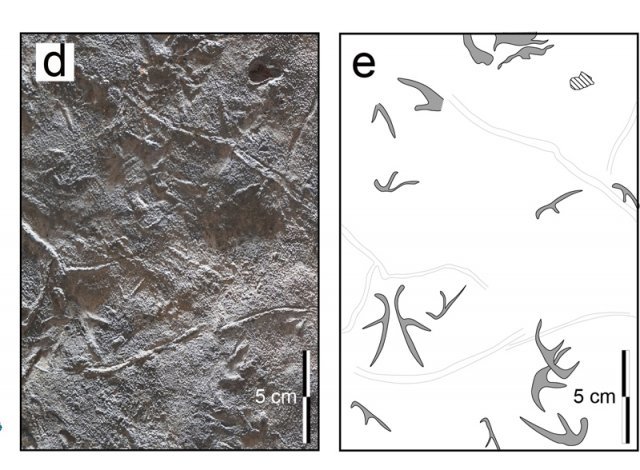 전남 화순군 백아면 서유리 공룡발자국화석산지에서 발굴된 익룡 발자국 화석 모습(왼쪽 사진)과 전남대 연구팀이 발자국 화석의 모습을 설명한 그림. 전남대 제공
