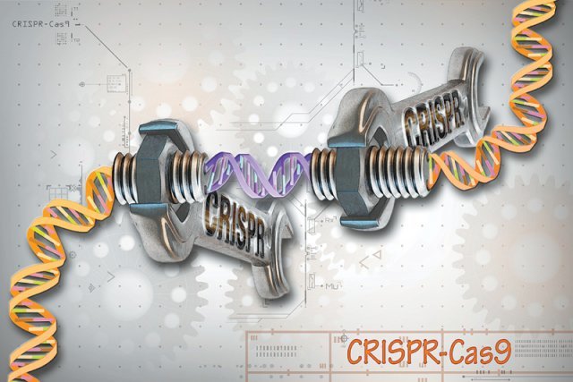 크리스퍼 유전자 가위 기술은 최근 생명과학에서 가장 혁신적인 기술로 꼽히고 있다. 유전정보를 담고 있는 DNA에서 특정 부위를 잘라내 편집하고 교정하는 과정의 모식도. 위키미디어 제공