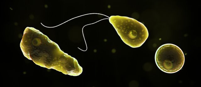 ‘뇌 먹는 아메바’라 불리는 네글레리아 파울러리(Naegleria fowleri). CDC 홈페이지 갈무리