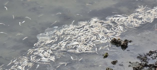 전남 여수 선소 인근 바다에서 물고기 수백마리가 죽어 있다.(독자 제공)2022.7.14/뉴스1