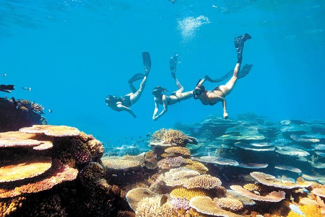 호주 케언스에 있는 세계 최대 산호초 군락인 그레이트 배리어 리프. 호주 퀸즐랜드주 관광청 제공